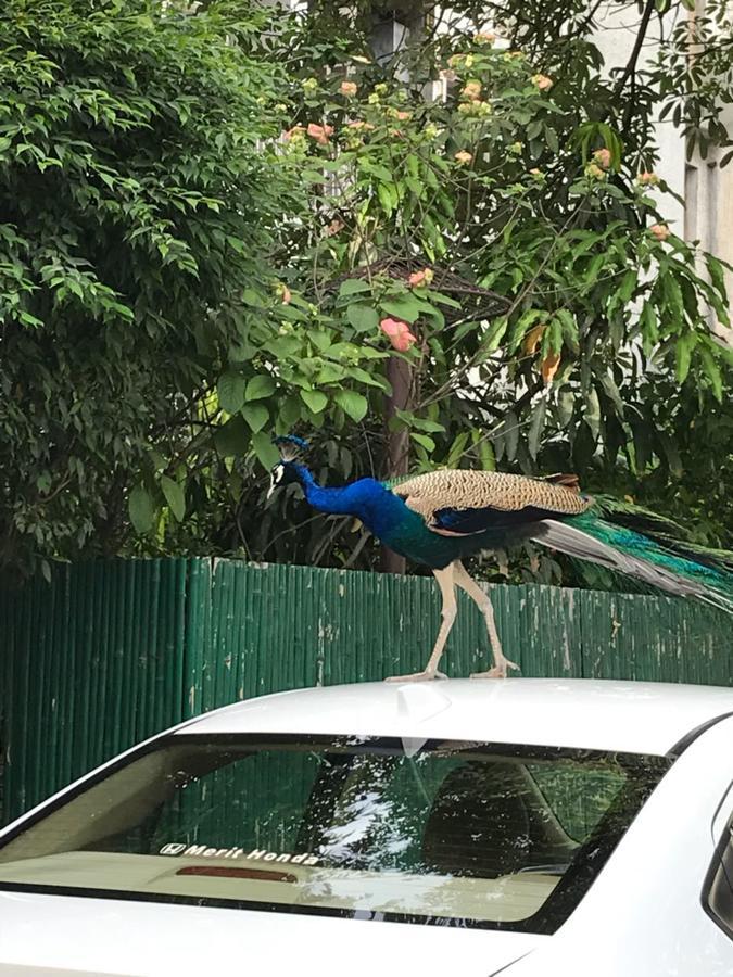 Homestay Chateau 39 Nowe Delhi Zewnętrze zdjęcie